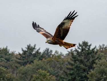 Close-up of a rare red kite bird soaring over a forest canopy, overcast sky