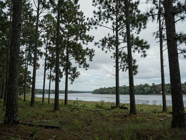 Wide cinematic shot of a quiet maritime forest, tall pines, lowcountry river in the background, cool overcast light.