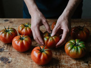 Hands sorting freshly harvested heirloom tomatoes on a rustic wooden table, natural high-contrast side-lighting, rich textures, moody editorial photography.