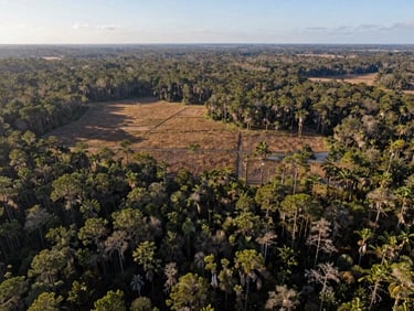 High-altitude aerial drone photograph of raw pine flatwood acreage in Central Florida, crisp morning light, clear parcel boundaries overlaid, wide environmental horizon.