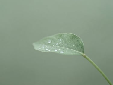 A single green leaf with delicate water droplets, soft diffused light, quiet macro photography