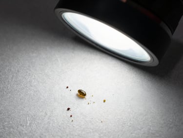 Overhead close-up of flea eggs and debris on a fabric surface under work-site lamp, documentary style