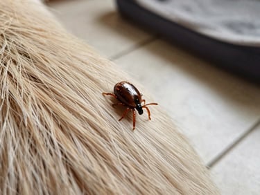 Close-up of a tick on pet fur near a dog bed on tiled floor, natural daylight, sharp detail