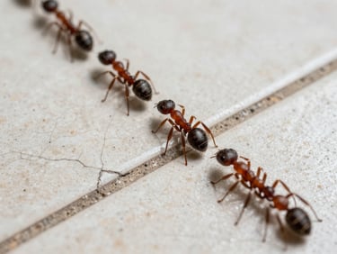 Close-up overhead of an ant trail crossing cracked tile grout in a bathroom, natural light, sharp detail