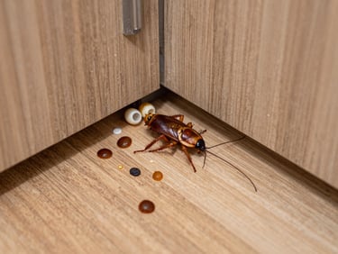 Overhead close-up of cockroach droppings and egg casings in a kitchen cabinet corner, natural daylight, high detail on textured wood surface