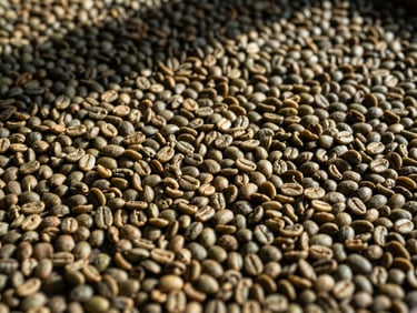 Overhead close-up of dry-processed green coffee beans spread across a raised drying bed, afternoon daylight casting soft shadows between the beans, texture of the bean surface visible, earthy tones, no hands in frame