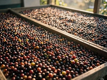 Overhead shot of Kintamani coffee cherries being sorted on raised drying beds, warm golden hour sunlight