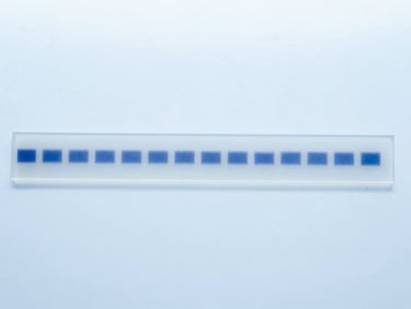 Western blot gel with protein bands, under laboratory lighting, clean clinical photography, bright high-key laboratory lighting, sterile white and light-blue tones, macro depth of field, 50mm.