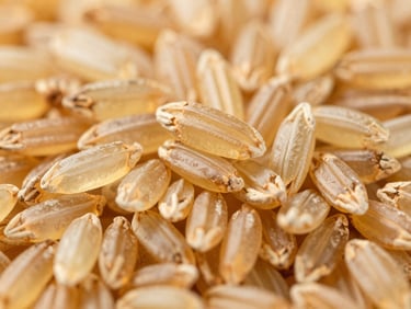 Macro close-up of golden parboiled rice grains, translucent amber hue, uniform shape, clean agricultural lighting.