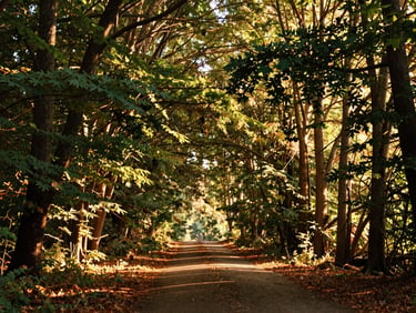 A romantic forest pathway lined with overhanging trees, warm sunbeams filtering through leaves, creating a magical natural canopy.
