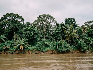 Wide environmental landscape of Mimika forest and river, soft natural overcast daylight, documentary style photography