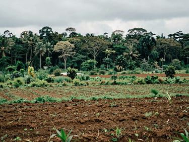 Wide environmental landscape of Mimika forest and custom farmland, natural overcast daylight, documentary photography style, rich earthy greens