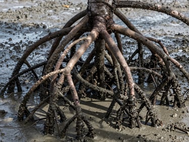 A close-up photograph of complex mangrove root systems exposed at low tide, thick grey sediment mud, low-angle natural light highlighting the texture of the roots.