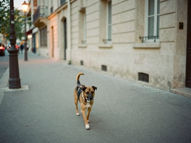 A dog on a leash walking along a quiet Parisian street at dusk, soft streetlights, muted colors, warm editorial photography