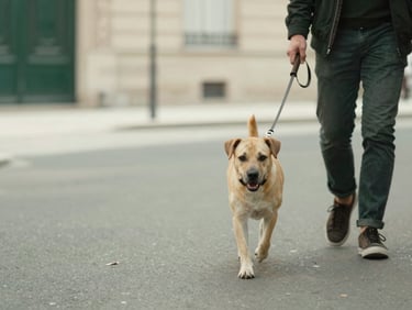 A dog on a loose leash walking calmly beside its owner on a quiet Parisian street, soft natural light, shallow depth of field, warm editorial photography, muted forest green and cream tones, 35mm