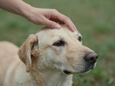Close-up of a hand gently stroking a dog's head, soft natural light, shallow depth of field, muted tones, warm editorial photography