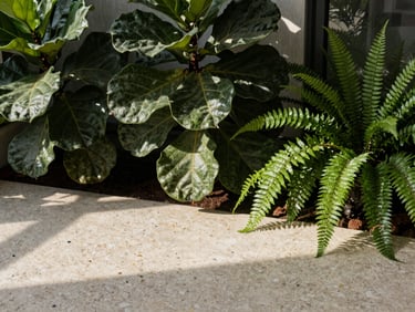 Close-up of a custom indoor sunroom with travertine floor, featuring architectural fiddle-leaf figs and lush ferns under soft directional skylight.