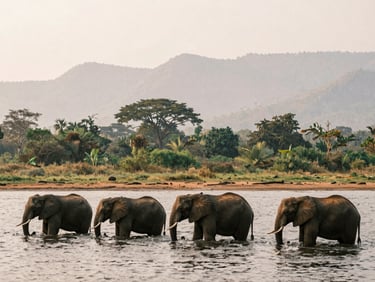 A wide-angle shot of elephants bathing in the Kazinga Channel, misty mountains in the background, soft overcast afternoon light