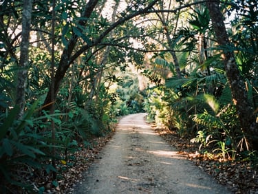 Landscape shot of a sun-dappled forest path winding through dense Florida hammock, soft filtered canopy light, natural textures, 35mm film