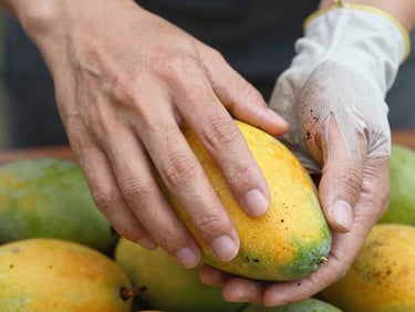 Close-up overhead of a grower's hands pressing a mango gently to test ripeness, natural daylight, skin texture and slight imperfections visible, soil on the gloves