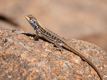 Close-up of a western fence lizard basking on a sun-baked rock, low-angle, direct midday sun, macro depth of field, dusty sage and terracotta tones.