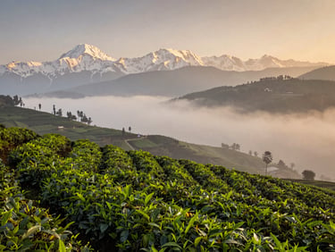 Panoramic view of Darjeeling tea gardens shrouded in morning mist, snow-capped Kanchenjunga peaks in the background, warm natural light, soft depth of field
