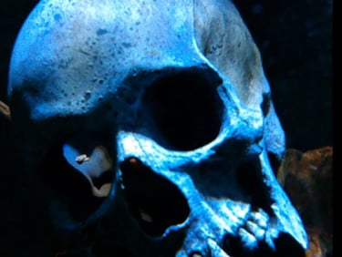 Weathered skull in deep shadow