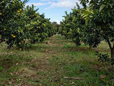 A level grassy clearing nestled in a green Te Puke citrus orchard, natural daylight filtering through shelterbelts.