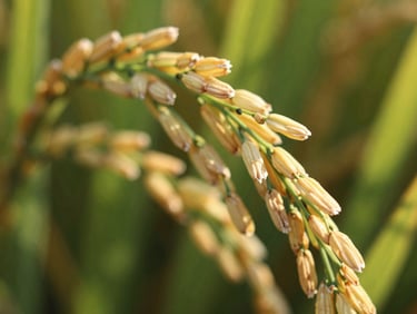 Close-up macro shot of ST25 rice grains, white and elongated, sharp focus, bright natural light, on a dark green background, editorial agricultural photography, rich emerald and warm gold tones, 35mm