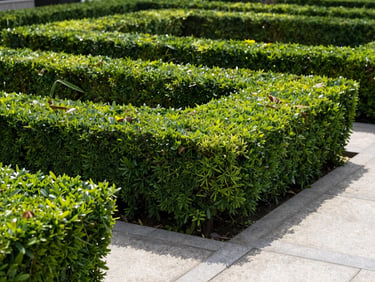 A perfectly trimmed hedge and clean stone pathway in bright daylight, sharp geometric lines, immaculate after state.