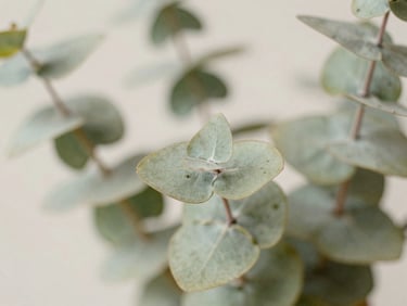 Close-up macro of eucalyptus leaves in soft focus, muted sage tones, soft diffused daylight, 35mm film