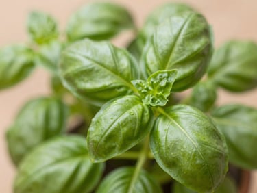 Macro close-up of tender basil leaves, soft green tones, filtered sunlight, organic editorial photography.