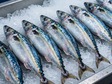 A row of fresh Norwegian mackerel with iridescent blue and green stripes laid out on ice, sharp technical focus, cool northern daylight, commercial seafood trading environment.