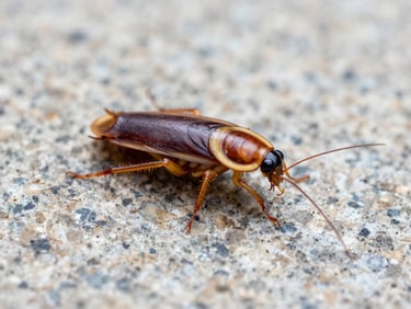 Macro photography of an American cockroach on a granite surface, sharp detail, bright clinical lighting.