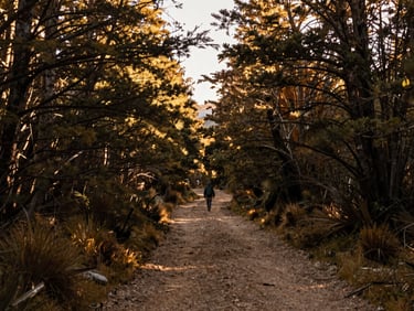 A quiet forest trail in Patagonia at golden hour, soft light filtering through the trees, a single traveler walking in the distance, rich earth tones