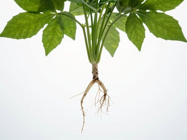 High-resolution image of plant roots and leaves, illustrating efficient nutrient translocation, clean laboratory light.