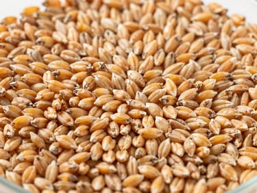 Close-up of golden wheat kernels, perfectly uniform, in a laboratory dish, bright natural daylight.