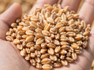 Close-up of plump barley grains, textured and clean, in a technician's hand, bright natural daylight.