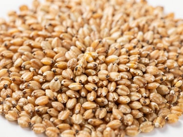 Close-up of clean oat groats, uniform in size and color, on a white surface, bright natural daylight.