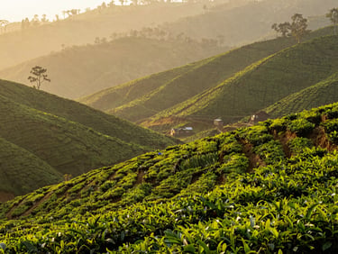Misty green tea plantations of Munnar at sunrise, soft golden light filtering through the valleys, uncrowded and serene, warm editorial style.