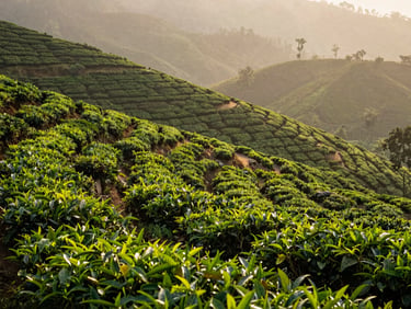 Mist-covered green tea gardens of Munnar, uncrowded pathways, soft morning light, rich saturated earth tones.