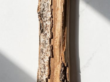Raw textured cedarwood bark close-up, sharp sunlight, minimalist white background, high contrast