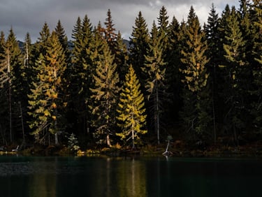 Dense alpine pine forest surrounding a clear mountain lake, moody overcast light, deep shadows, 35mm
