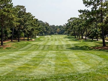 A beautifully designed silver-tier park golf course surrounded by mature pine trees, bright daylight, dynamic angle.