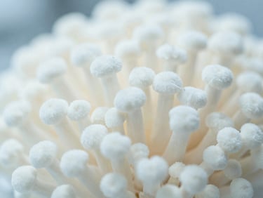 Macro focus on dense white mycelium composite material, clean clinical lighting, technical lab setting, 35mm