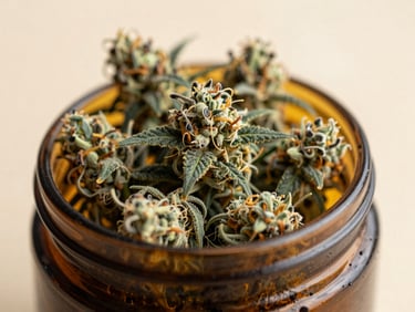 Close-up of premium organic cannabis flower in an elegant amber glass jar, soft indirect daylight, warm editorial photography, shallow depth of field.