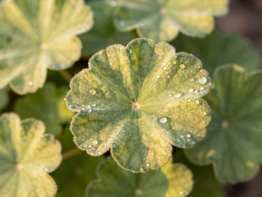 Macro close-up of Egyptian Geranium leaves with morning dew, soft golden sunlight, natural botanical green tones