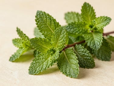 Fresh Peppermint leaves harvested in Beni Suef, vibrant green textures, bright natural daylight, 35mm lens