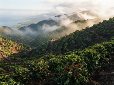 Wide-angle environmental shot of high-elevation Kona coffee orchards on steep volcanic slopes, morning mist rising, low-altitude sun cutting through the trees.