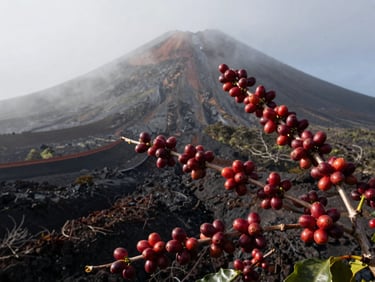 Close-up of ripe red coffee cherries on the branch on a misty volcanic hillside, natural high-contrast morning light, 35mm.